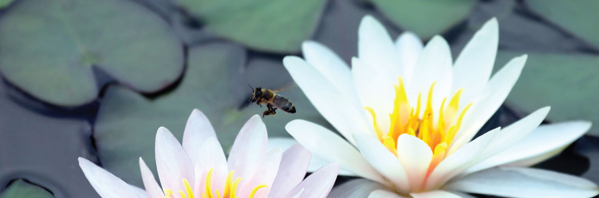 les abeilles récoltent l'eau