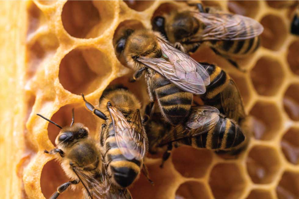 La piqûre des abeilles et celle de la reine des abeilles : différences -  Apicoltura Laterza