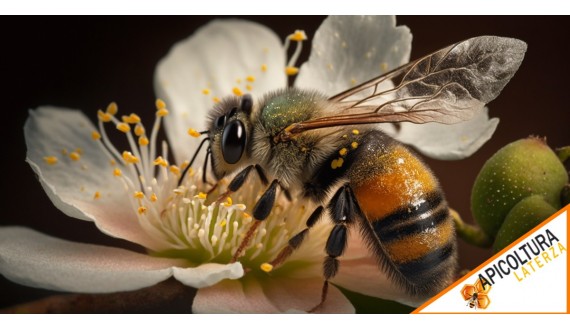 Importanza dei pollini in apicoltura