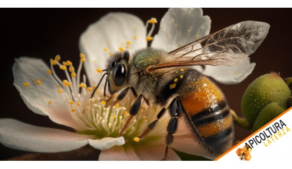 Importanza dei pollini in apicoltura