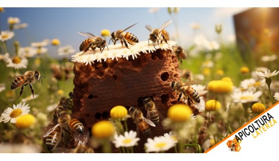 Comment Garantir le Succès de Votre Apiculture avec des Nuclei d’Abeilles Sélectionnés