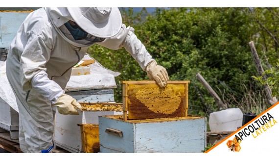 Reines d'Abeilles à Vendre : Guide d'Achat