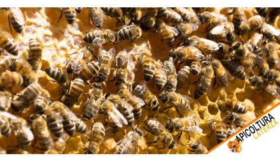 Combien de Temps Vit une Reine des Abeilles et Son Rôle dans la Ruche