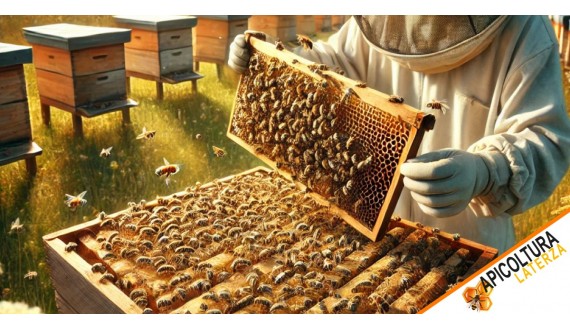 Queen Bee Breeding: Techniques and Benefits