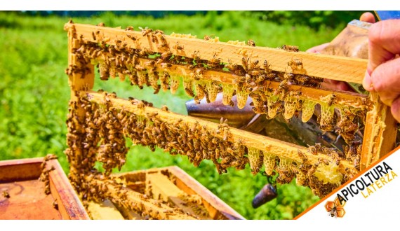 Carniolan Bee: The Best Choice for Honey Production