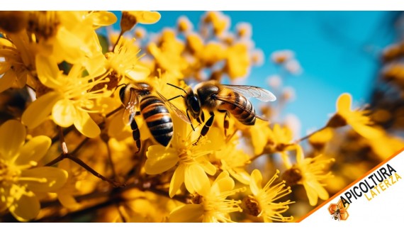 All Types of Bees:Importance for Beekeeping